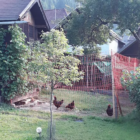 Schaetzer - Geiger * 博登斯多夫