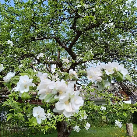 Schaetzer - Geiger Apartman *