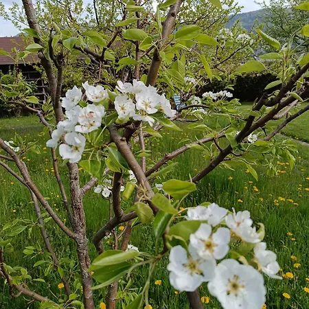 Schaetzer - Geiger * بودينسدورف