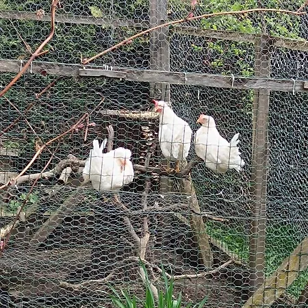 Schaetzer - Geiger *