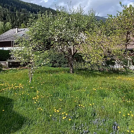 Schaetzer - Geiger