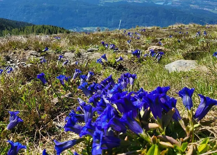 Schaetzer - Geiger * Bodensdorf