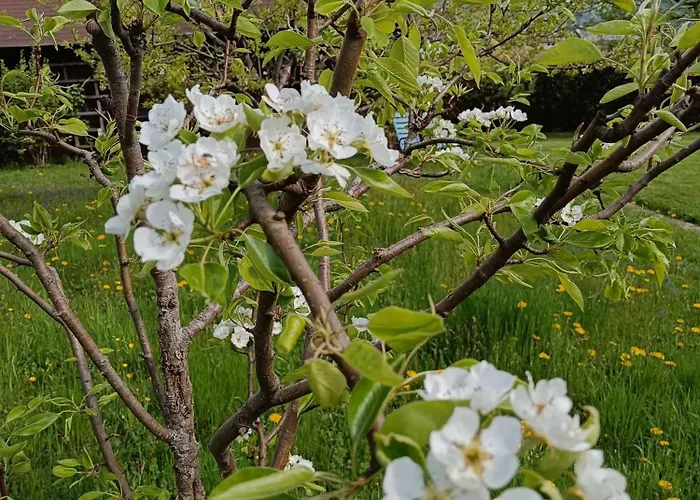 Schaetzer - Geiger * ボーデンスドルフ