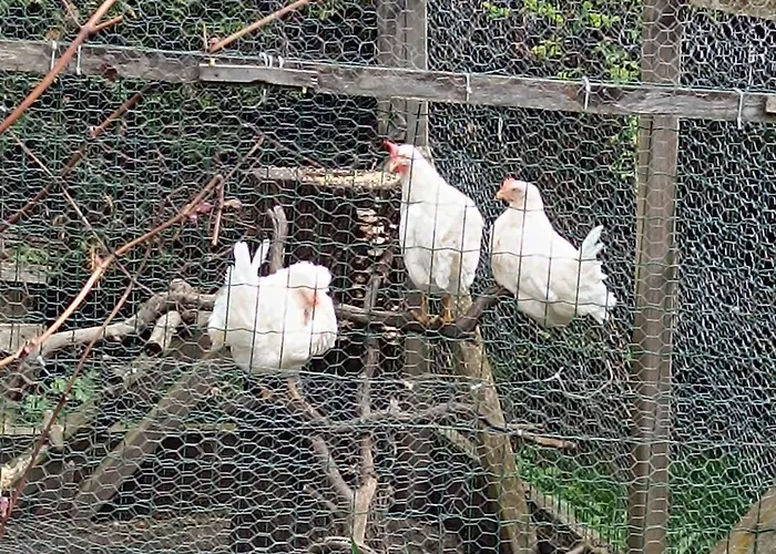 Schaetzer - Geiger *